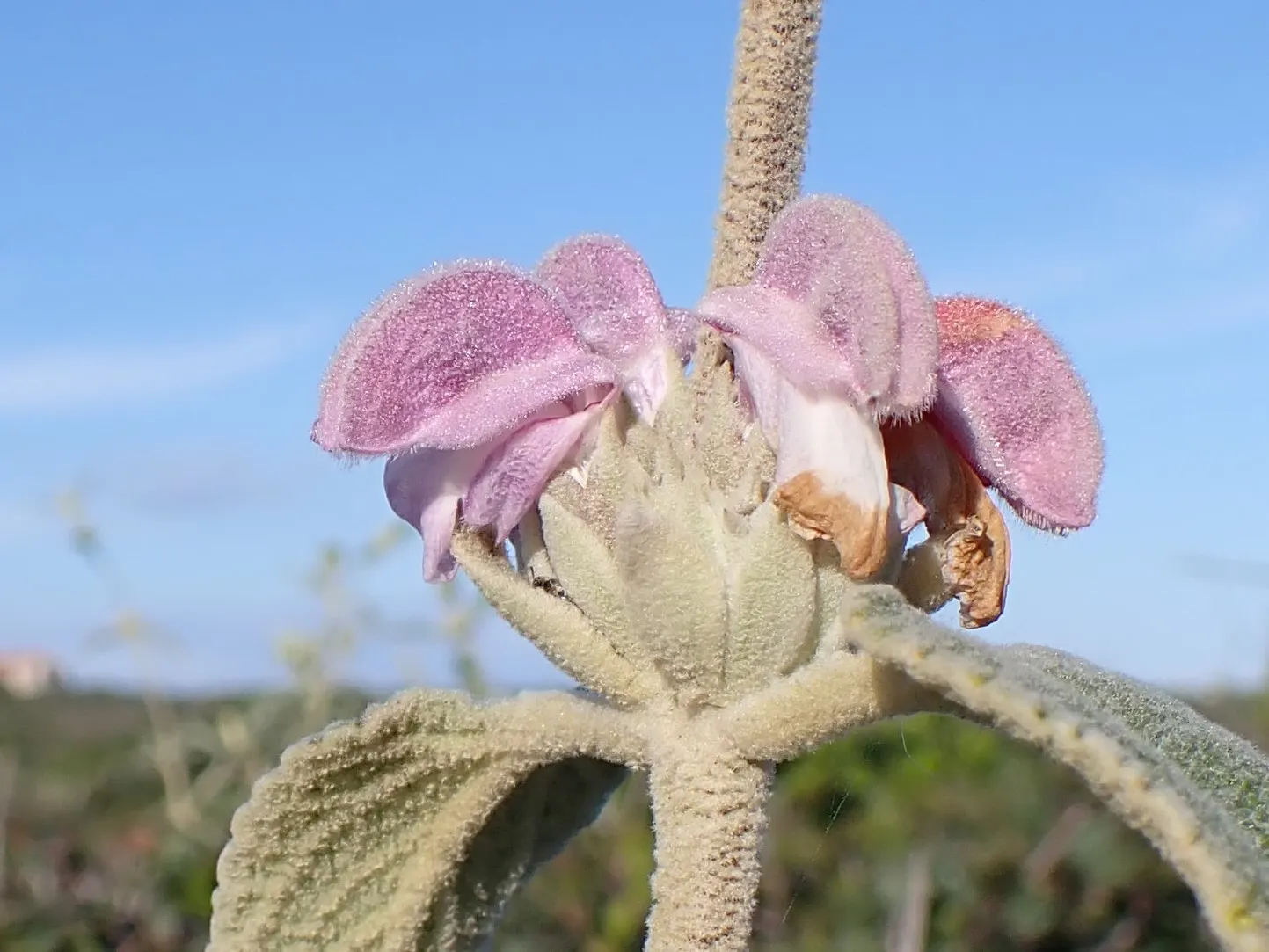 Purple Jerusalem Sage (Phlomis Purpurea) — Originating from the Mediterranean region; plant in well-draining soil and position in full sun to partial shade