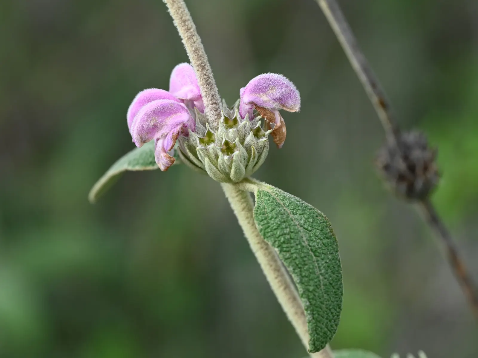 Purple Jerusalem Sage (Phlomis Purpurea) — yet dense backdrop to the intensely colored flowers; originating from the Mediterranean region