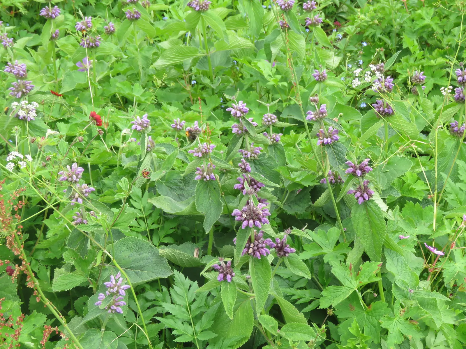 Purple Jerusalem Sage (Phlomis Purpurea) — purple flowers in the garden