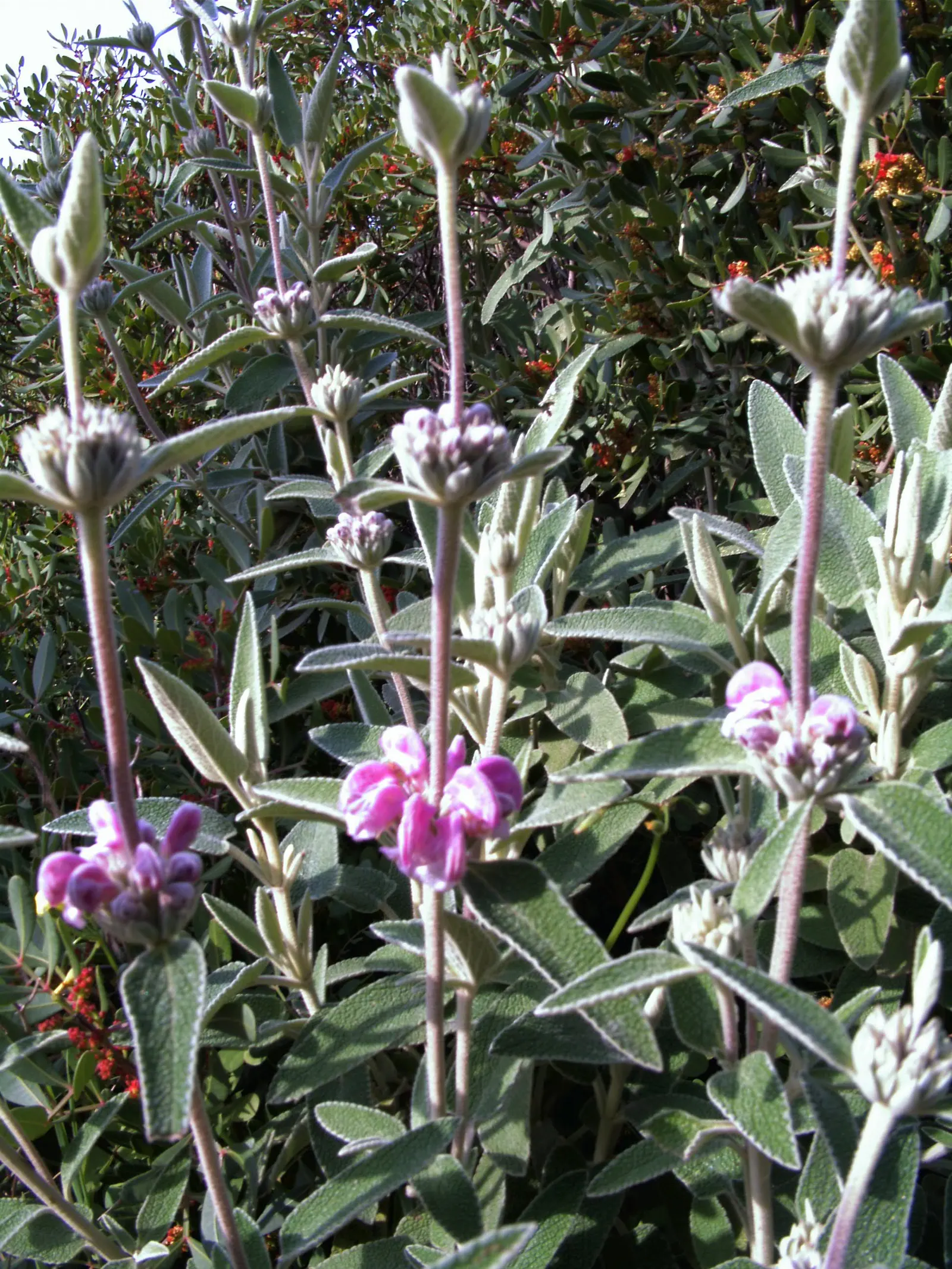Purple Jerusalem Sage (Phlomis Purpurea) — the Purple Jerusalem Sage is low maintenance; <br><br>Its woody stems can reach a mature height of approximately 2