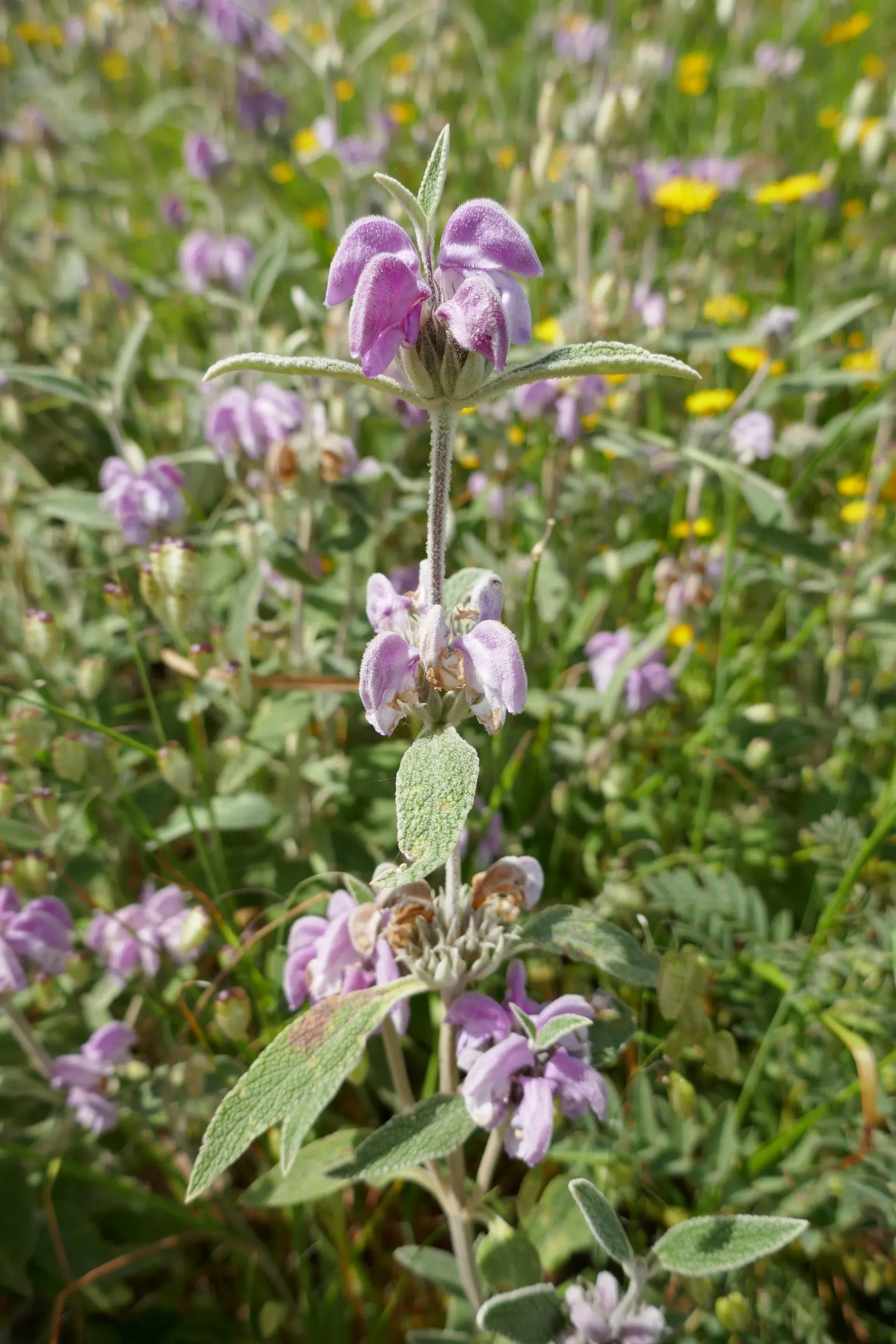 Purple Jerusalem Sage (Phlomis Purpurea) — Each flower measures roughly 1 inch in diameter.<br><br>For optimal growth
