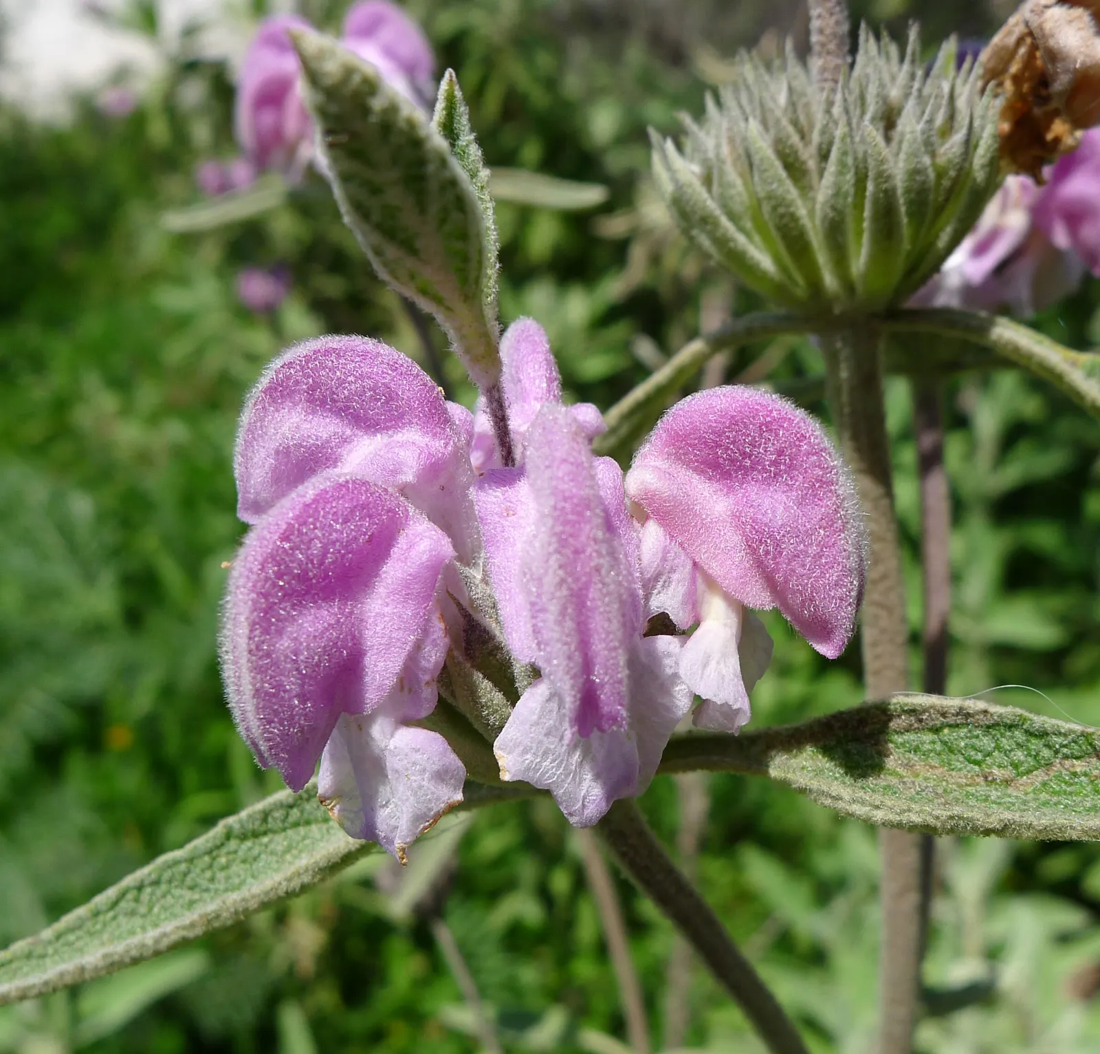 Purple Jerusalem Sage (Phlomis Purpurea) — the Purple Jerusalem Sage is low maintenance