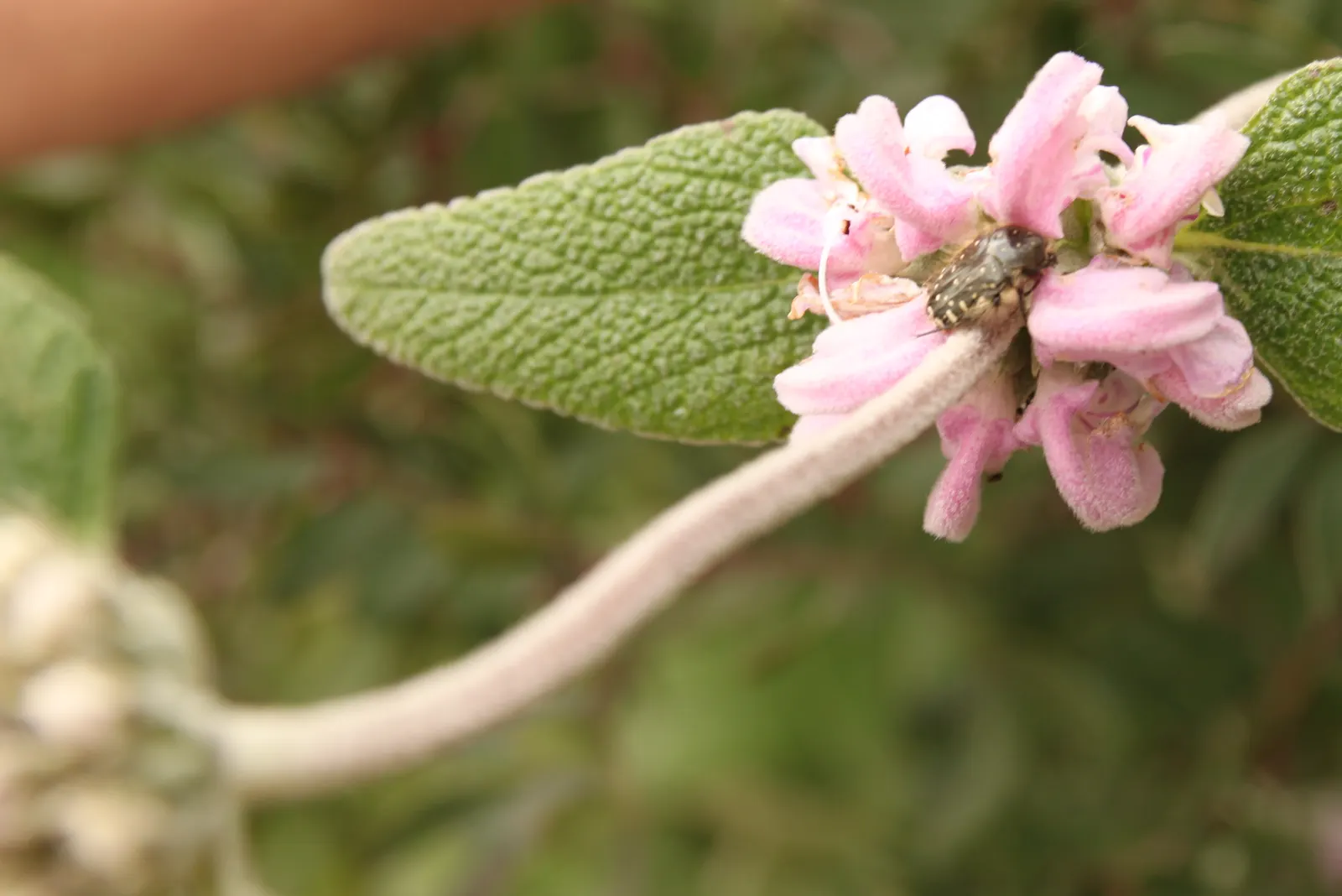 Purple Jerusalem Sage (Phlomis Purpurea) — This plant can serve as an excellent addition for bringing wildlife into the garden