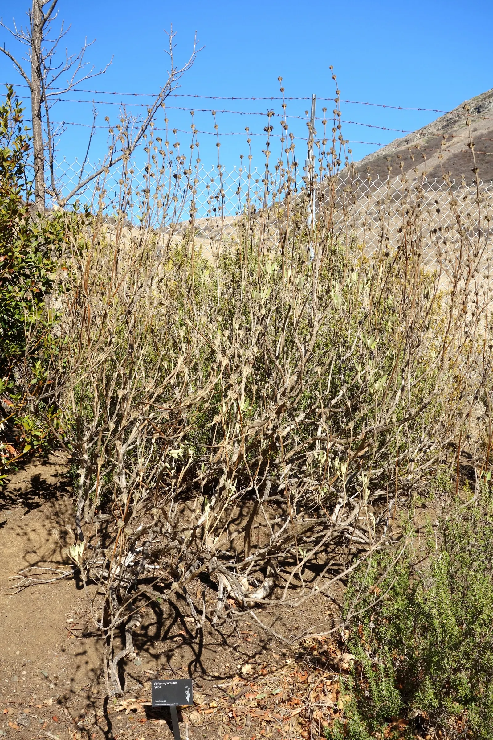 Purple Jerusalem Sage (Phlomis Purpurea) — <br><br>Its woody stems can reach a mature height of approximately 2 to 4 feet with an equal spread