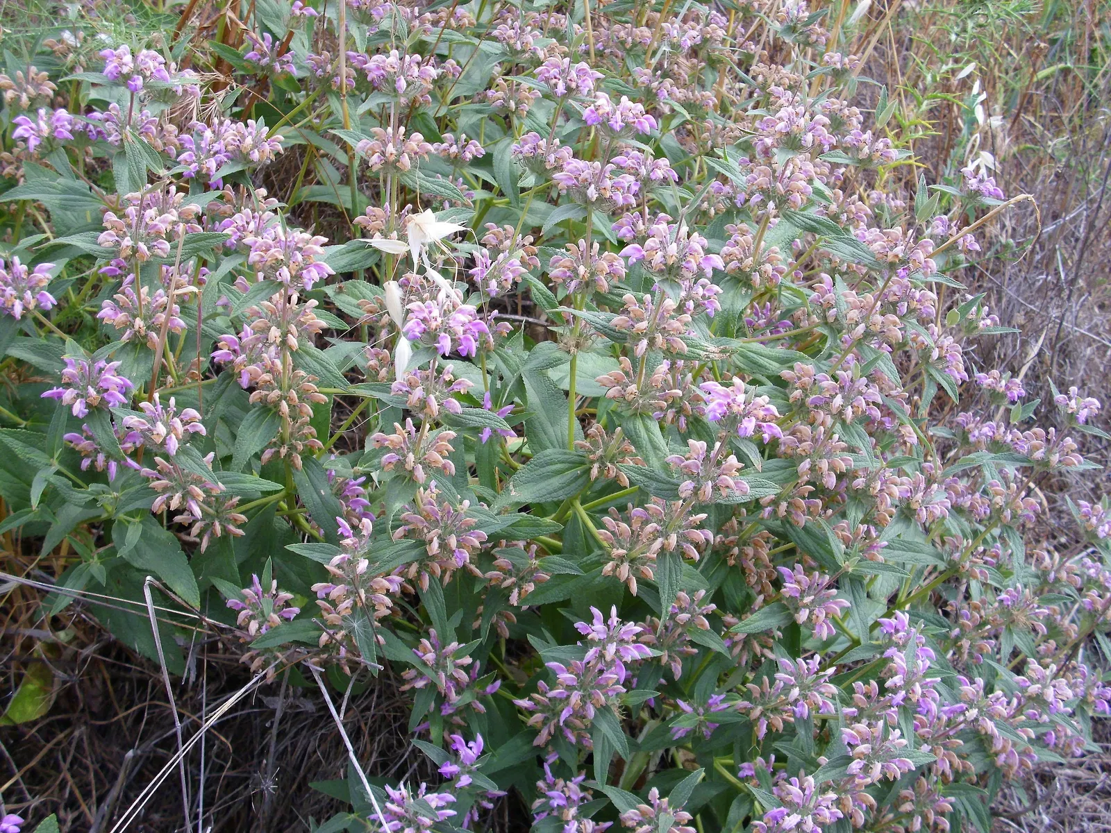 Purple Jerusalem Sage (Phlomis Purpurea) — yet dense backdrop to the intensely colored flowers
