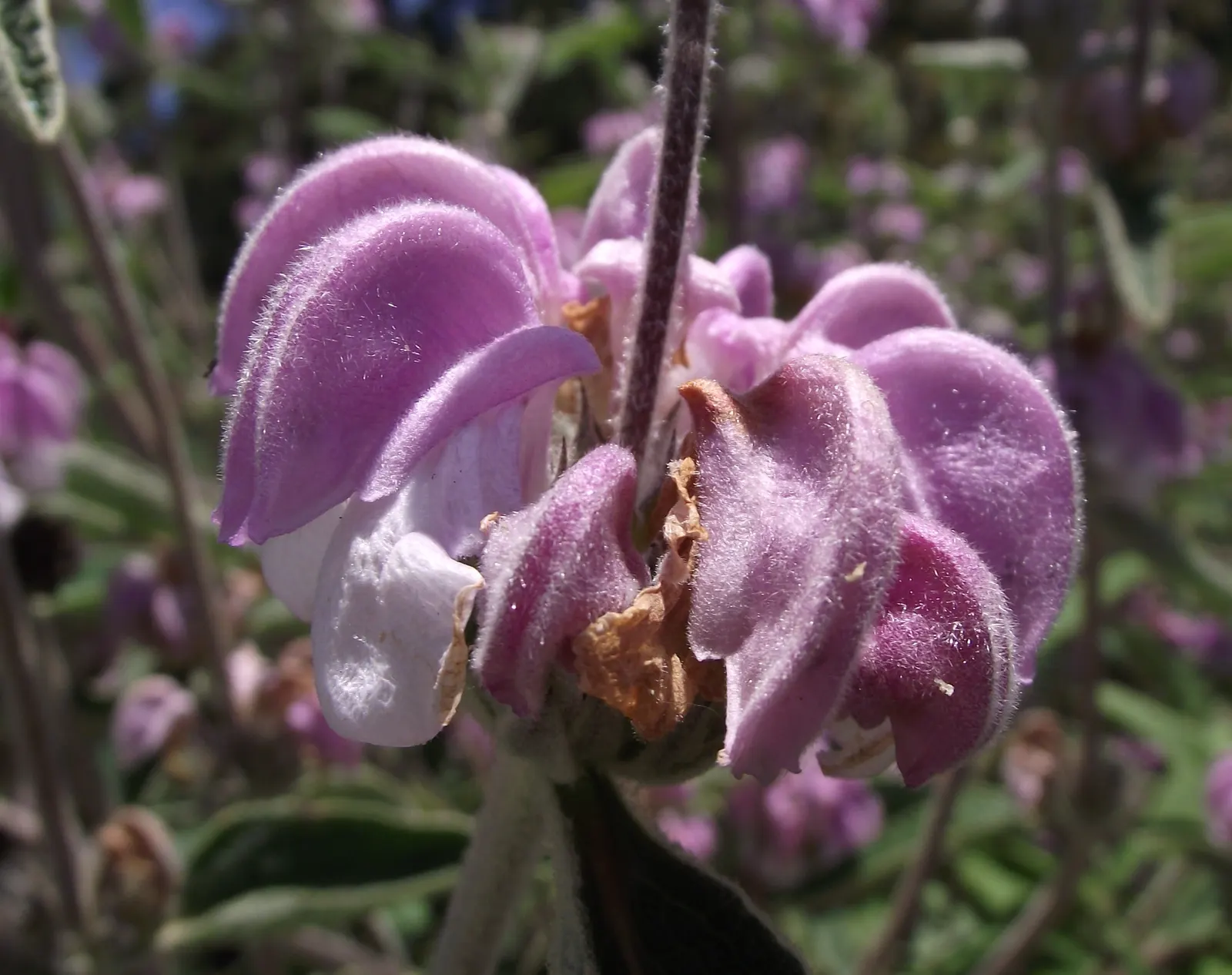 Purple Jerusalem Sage (Phlomis Purpurea) — Thrives in full sun, well-drained soil; drought-tolerant once established, image 32