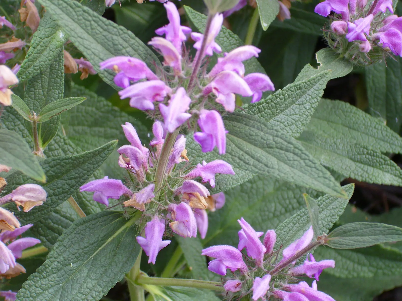 Purple Jerusalem Sage (Phlomis Purpurea) — with intermittent blooms sometimes persisting until fall