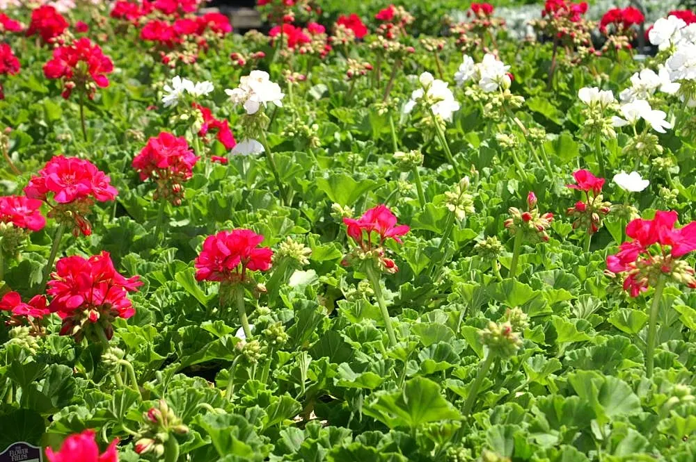 Garden Geranium (Pelargonium X Hortorum) — often enhanced with burgundy or bronze hues; it is prized for its rounded clusters of flowers and decorative foliage