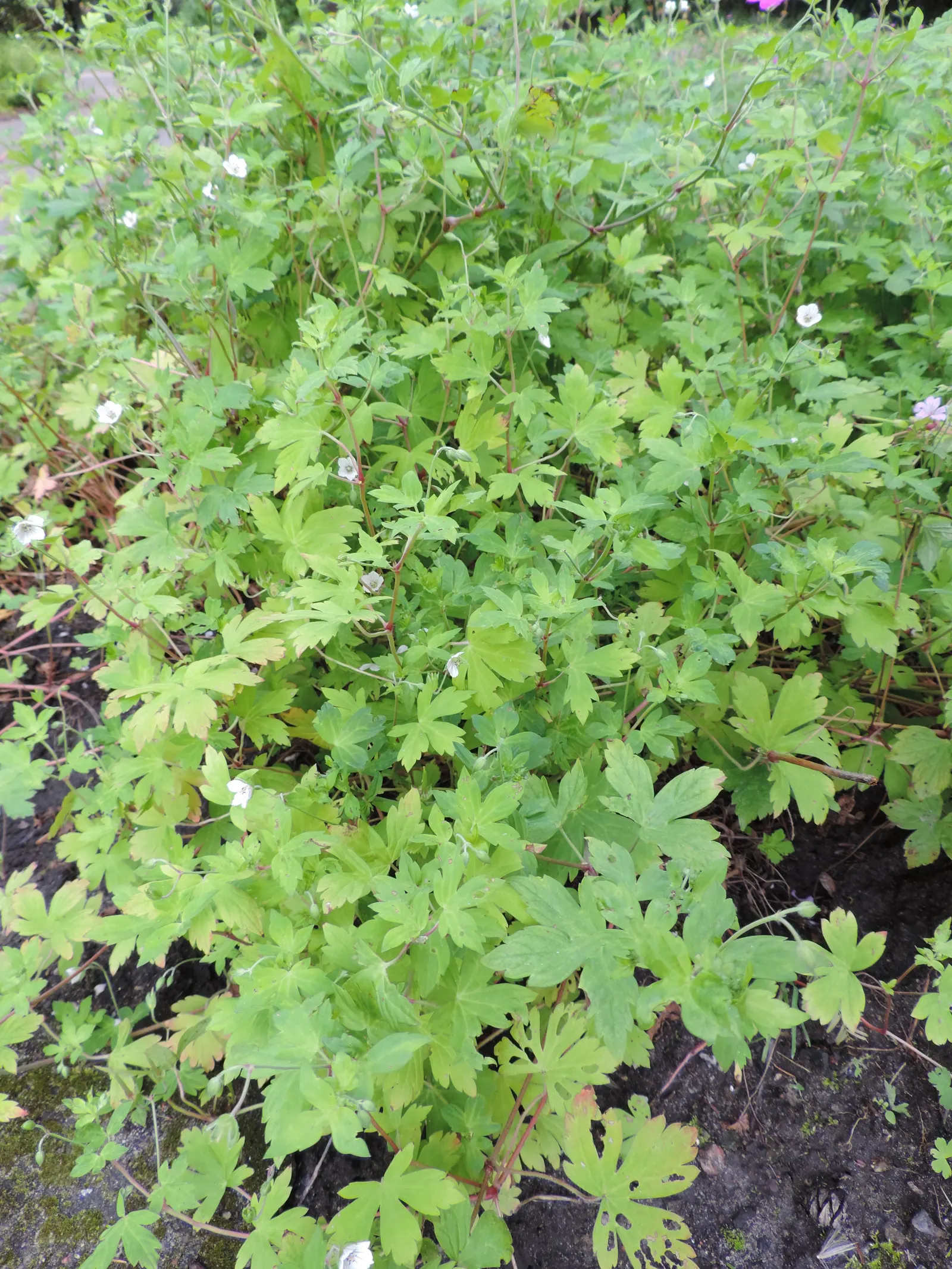 Garden Geranium (Pelargonium X Hortorum) — it is prized for its rounded clusters of flowers and decorative foliage