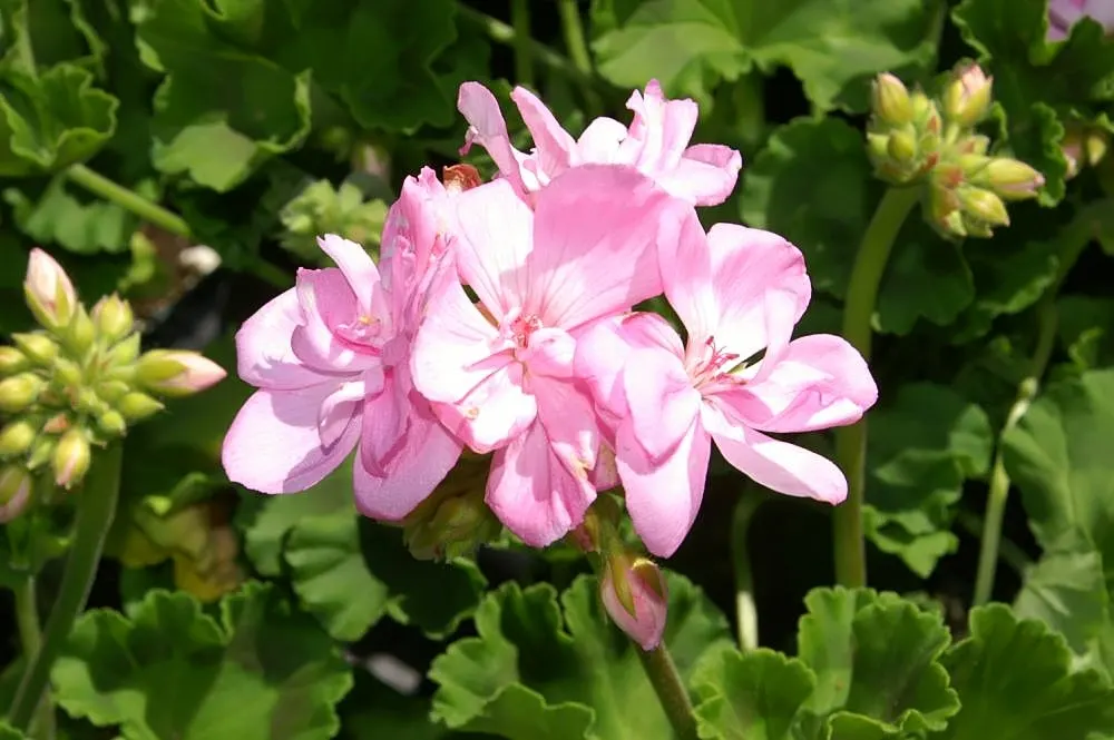 Garden Geranium (Pelargonium X Hortorum) — scientifically named Pelargonium x hortorum; water-soluble fertilizer every 4 to 6 weeks during the, image 111