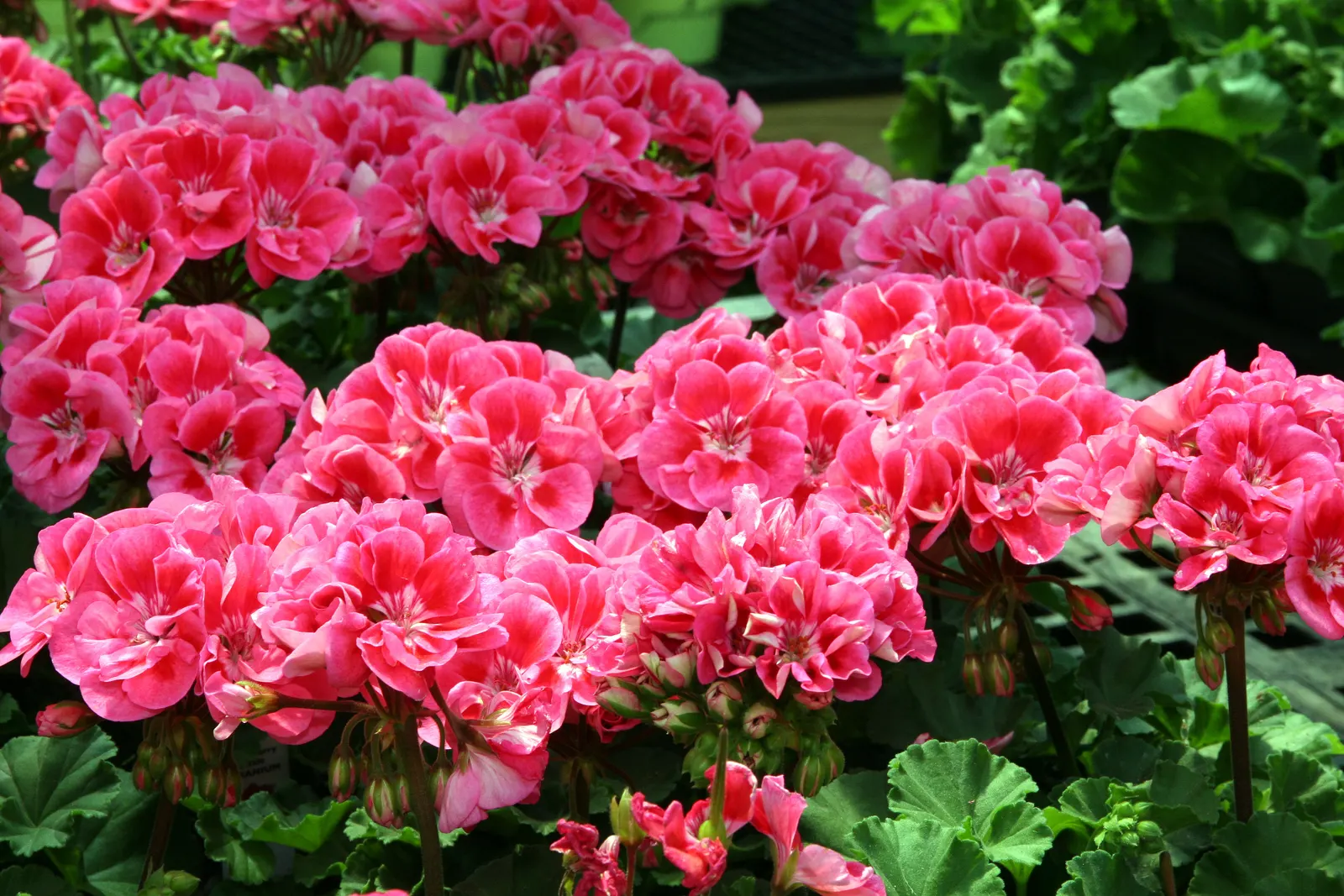 Garden Geranium (Pelargonium X Hortorum) — perennial for full or half