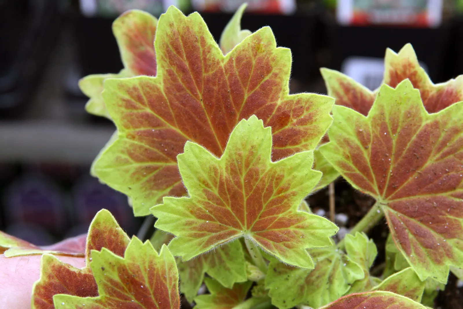 Garden Geranium (Pelargonium X Hortorum) — and overwintering indoors can help preserve these regal plants in cooler climates; deadheading spent, image 74