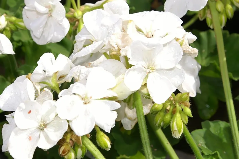 Garden Geranium (Pelargonium X Hortorum) — scientifically named Pelargonium x hortorum
