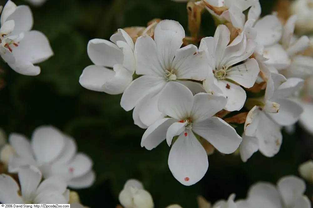 Garden Geranium (Pelargonium X Hortorum) — Deadheading spent flowers can encourage a more robust bloom; approximately 4 to 5 inches across and, image 73