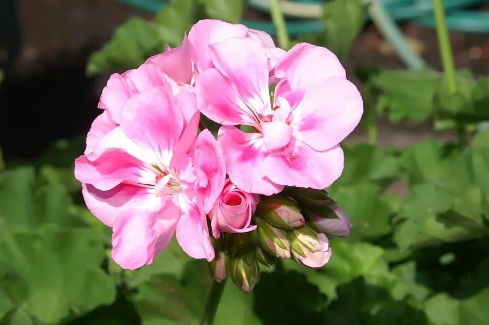Garden Geranium (Pelargonium X Hortorum) — Thriving in USDA zones 10-11, it reaches 12-24 inches in height and width; garden Geraniums gracefully fill flower