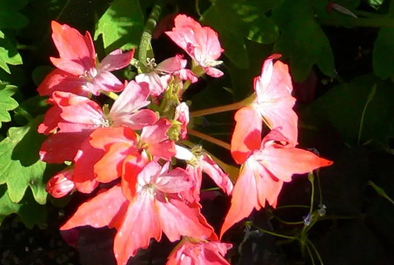 Garden Geranium (Pelargonium X Hortorum) — perennial with multi-colored and orange and pink and red blooms