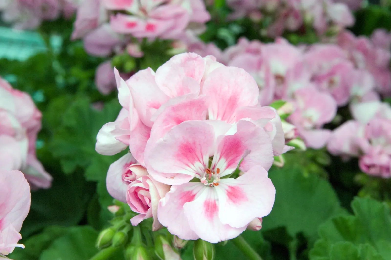 Garden Geranium (Pelargonium X Hortorum) — often enhanced with burgundy or bronze hues