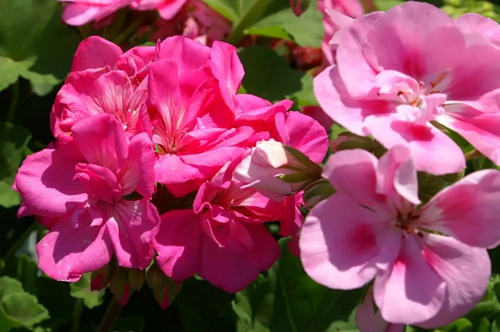 Garden Geranium (Pelargonium X Hortorum) — The Garden Geranium, Pelargonium x hortorum, is a vibrant perennial presenting lush foliage and bright, image 53