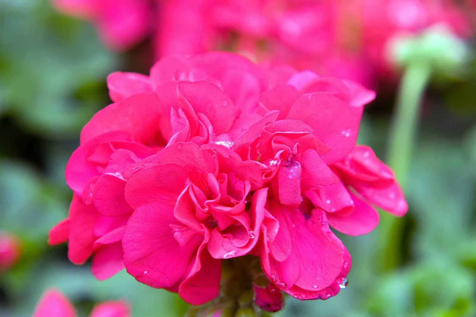 Garden Geranium (Pelargonium X Hortorum) — Thriving in USDA zones 10-11, it reaches 12-24 inches in height and width; garden Geraniums gracefully, image 106
