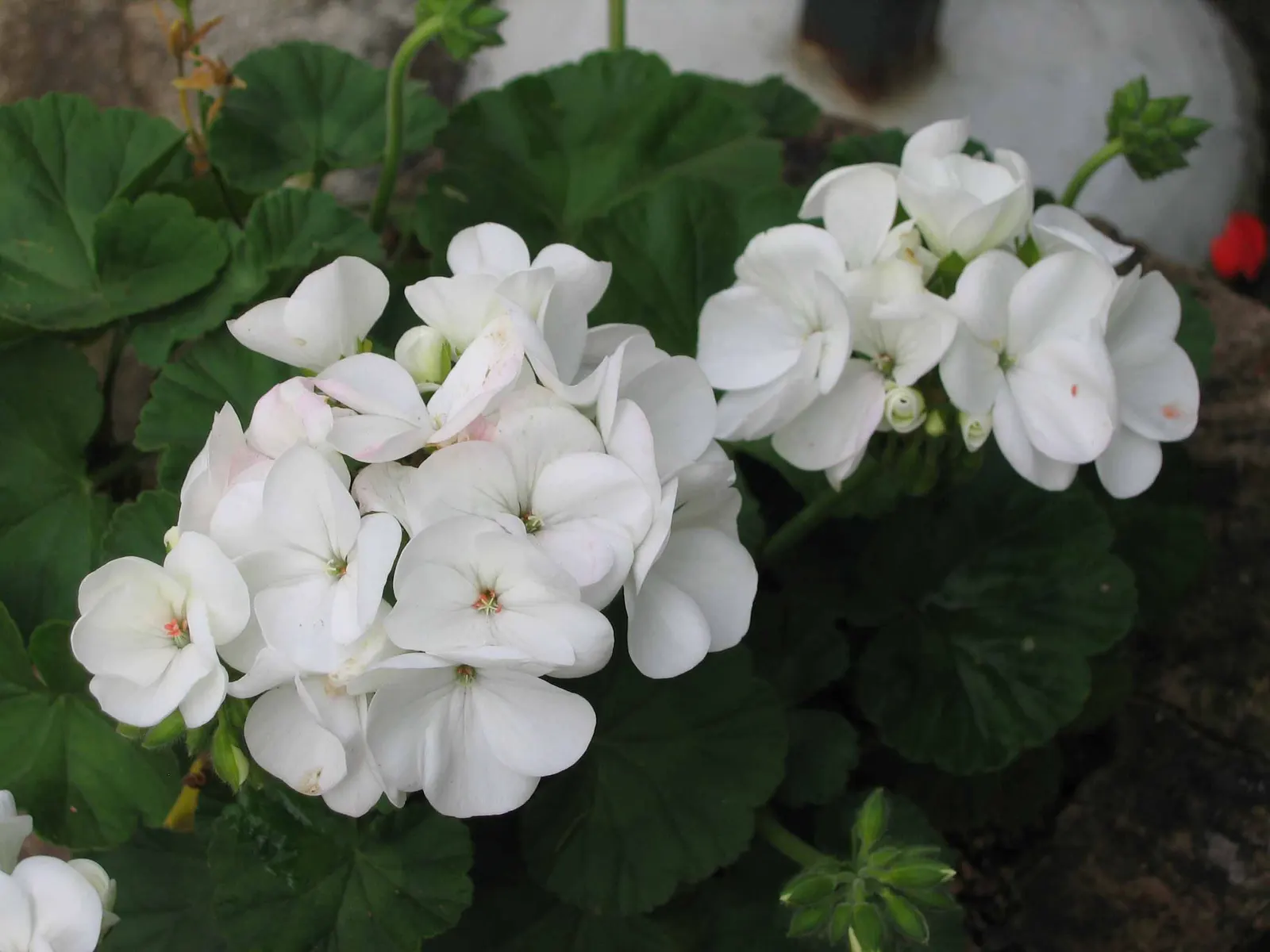 Garden Geranium (Pelargonium X Hortorum) — it is prized for its rounded clusters of flowers and decorative foliage; come in an array of colors, image 88