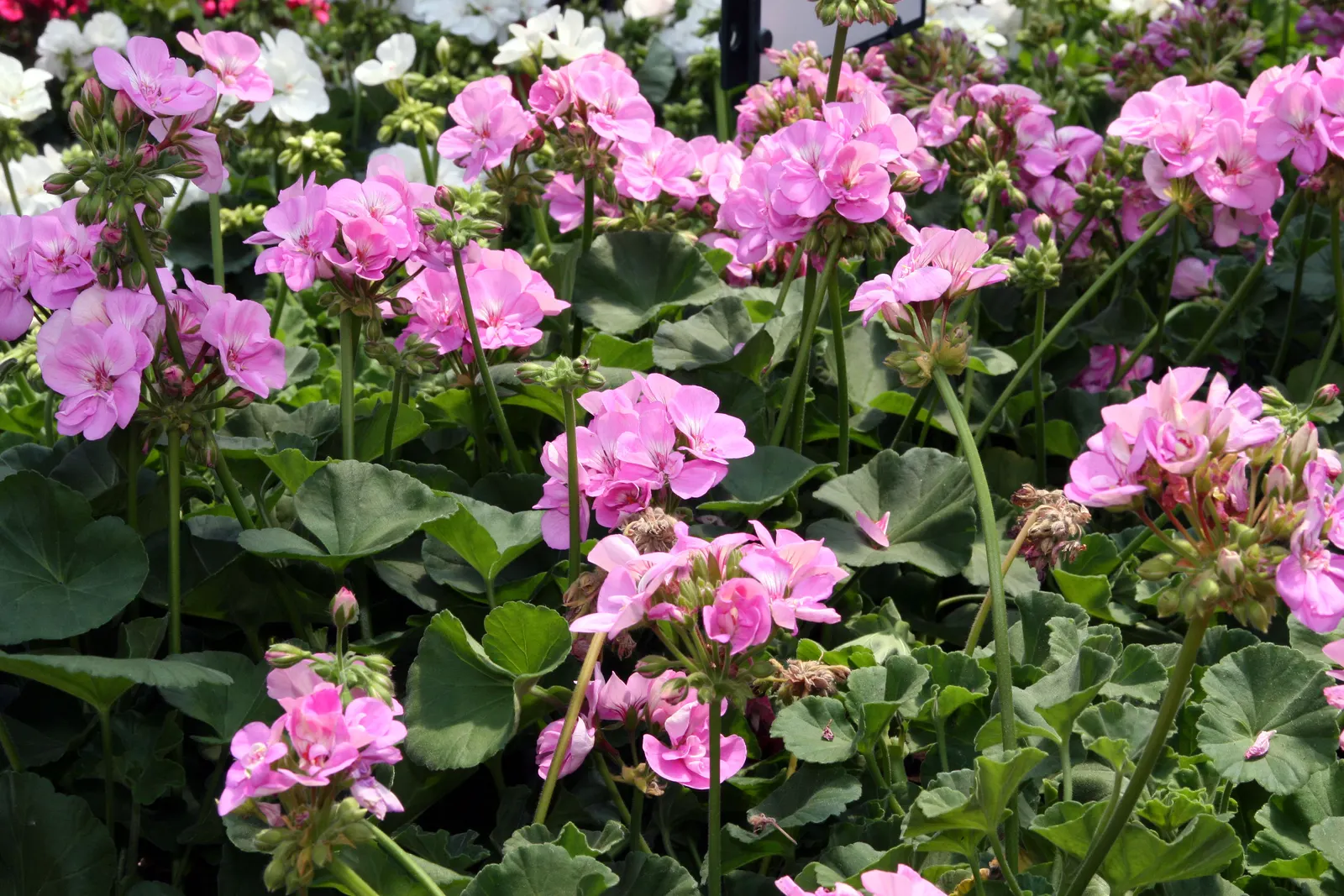 Garden Geranium (Pelargonium X Hortorum) — Regular deadheading promotes continuous flowering; drought-tolerant once established; frost-sensitive, image 109