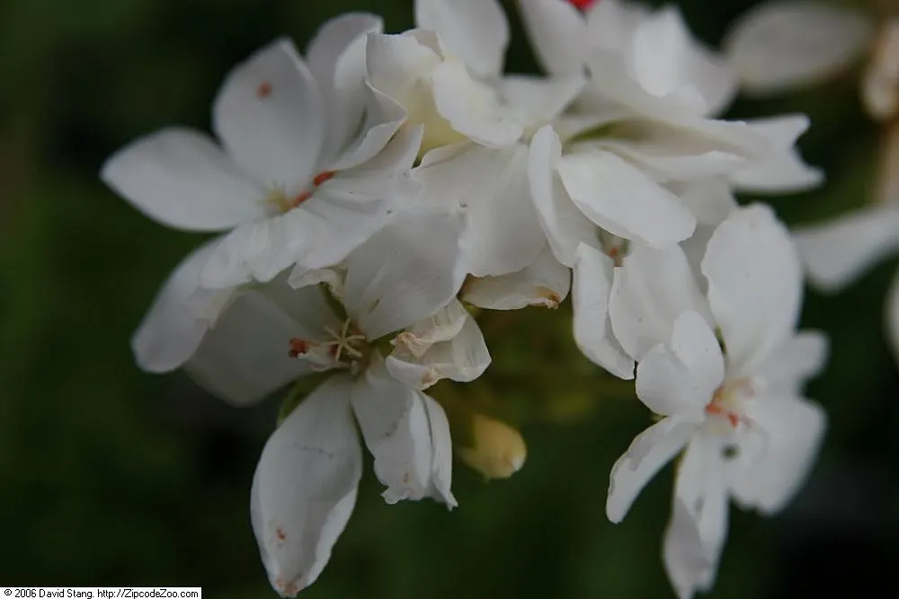 Garden Geranium (Pelargonium X Hortorum) — perennial for full or half; ensuring their presence as a garden highlight year after year, image 78