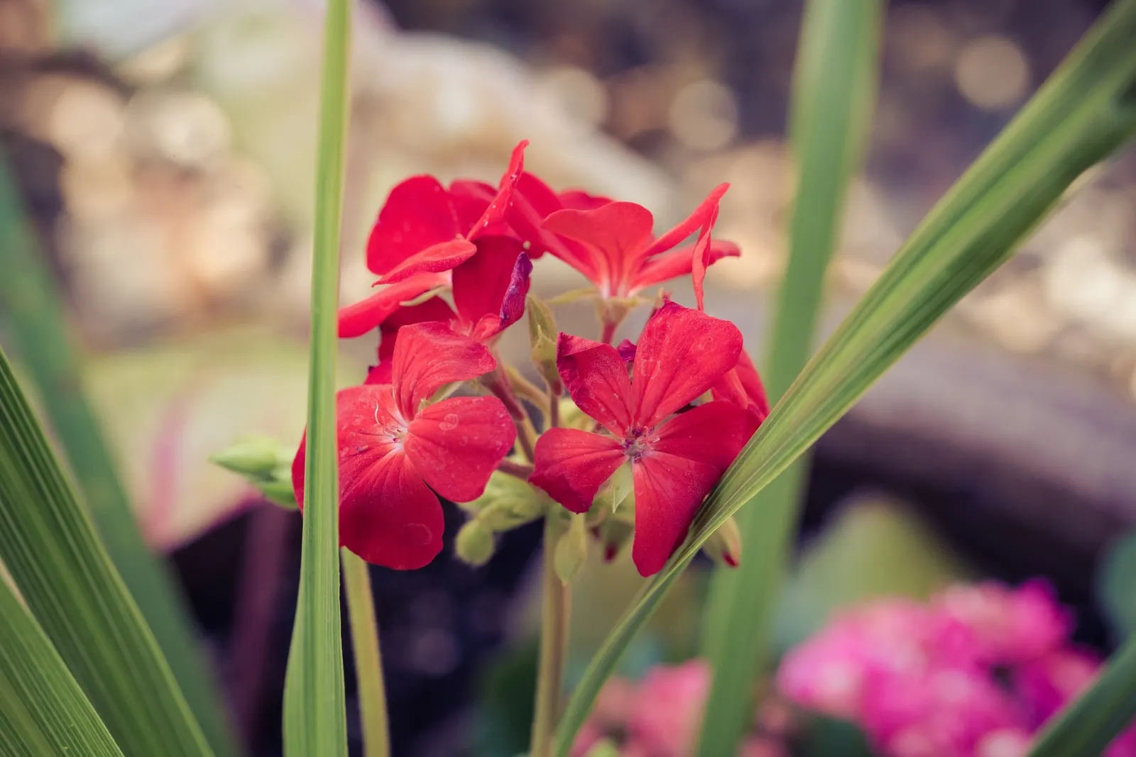 Garden Geranium (Pelargonium X Hortorum) — Regular deadheading promotes continuous flowering; drought-tolerant once established; frost-sensitive, image 57