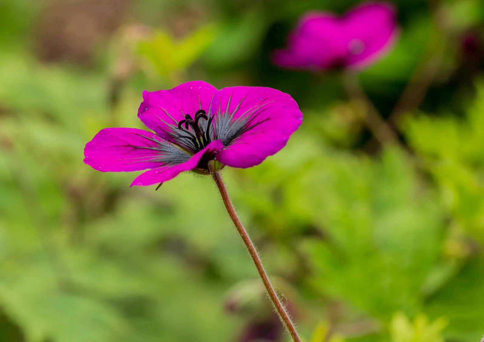 Garden Geranium (Pelargonium X Hortorum) — A member of the Geraniaceae family; is a vibrant and versatile perennial that has become a staple in ornamental