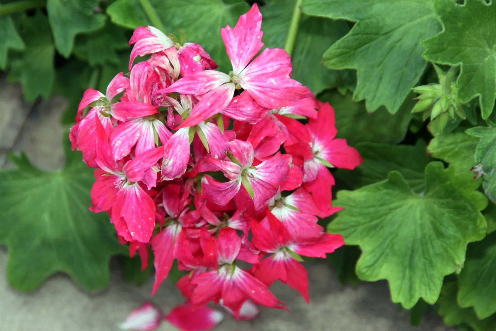 Garden Geranium (Pelargonium X Hortorum) — Garden Geraniums gracefully fill flower beds with their lush; and overwintering indoors can help preserve these