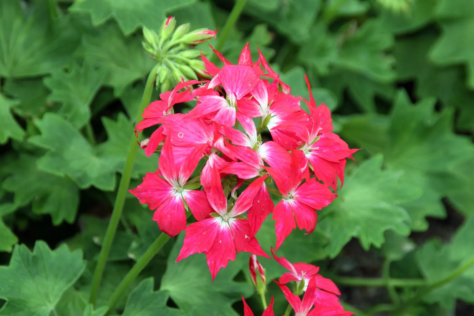 Garden Geranium (Pelargonium X Hortorum) — Garden Geraniums gracefully fill flower beds with their lush