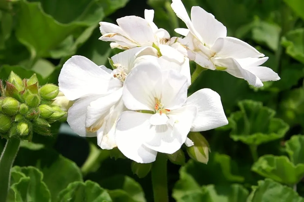 Garden Geranium (Pelargonium X Hortorum) — A member of the Geraniaceae family; is a vibrant and versatile perennial that has become a staple in, image 87