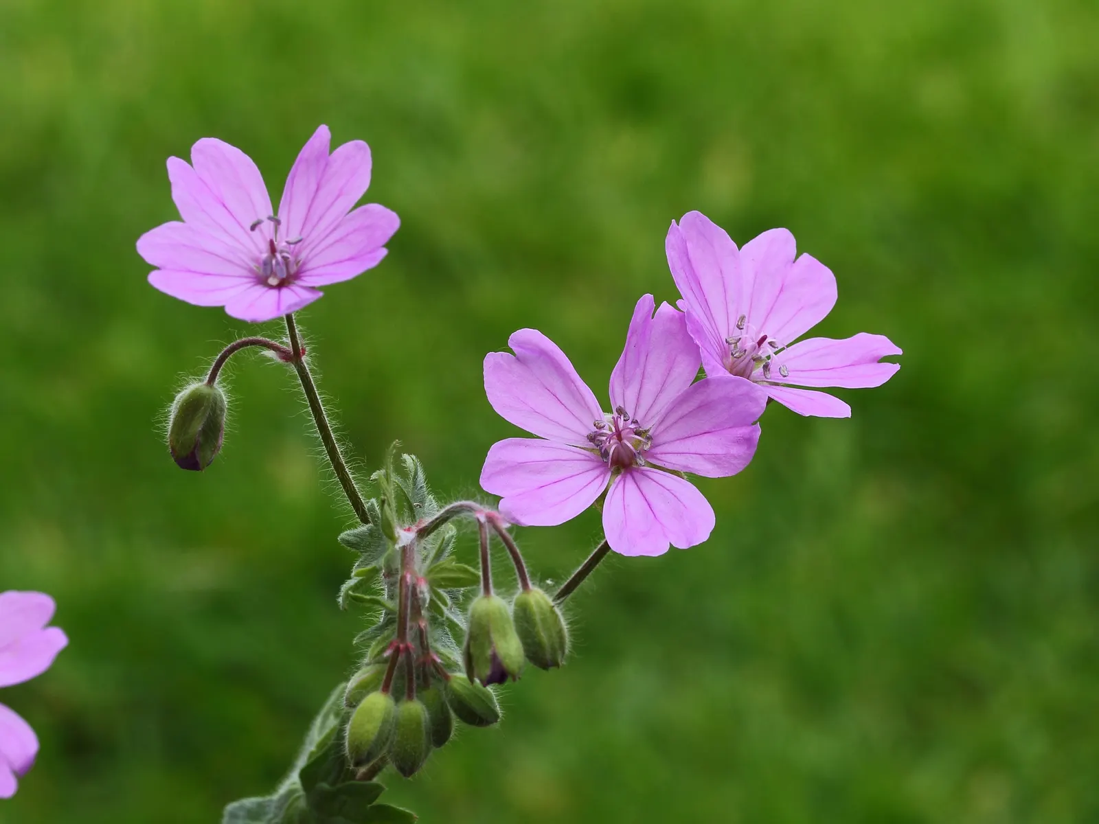 Garden Geranium (Pelargonium X Hortorum) — The Garden Geranium, Pelargonium x hortorum, is a vibrant perennial presenting lush foliage and bright, image 105