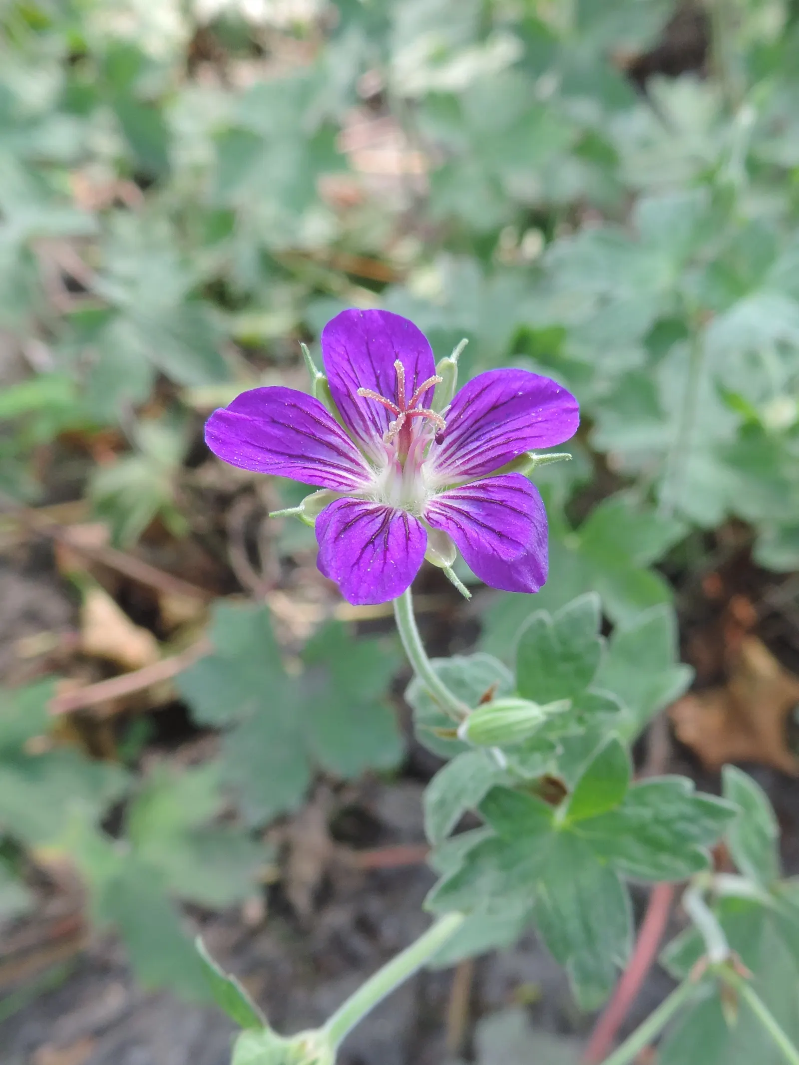 Garden Geranium (Pelargonium X Hortorum) — Although drought-resistant; they perform best when given consistent moisture and fed with a balanced, image 96