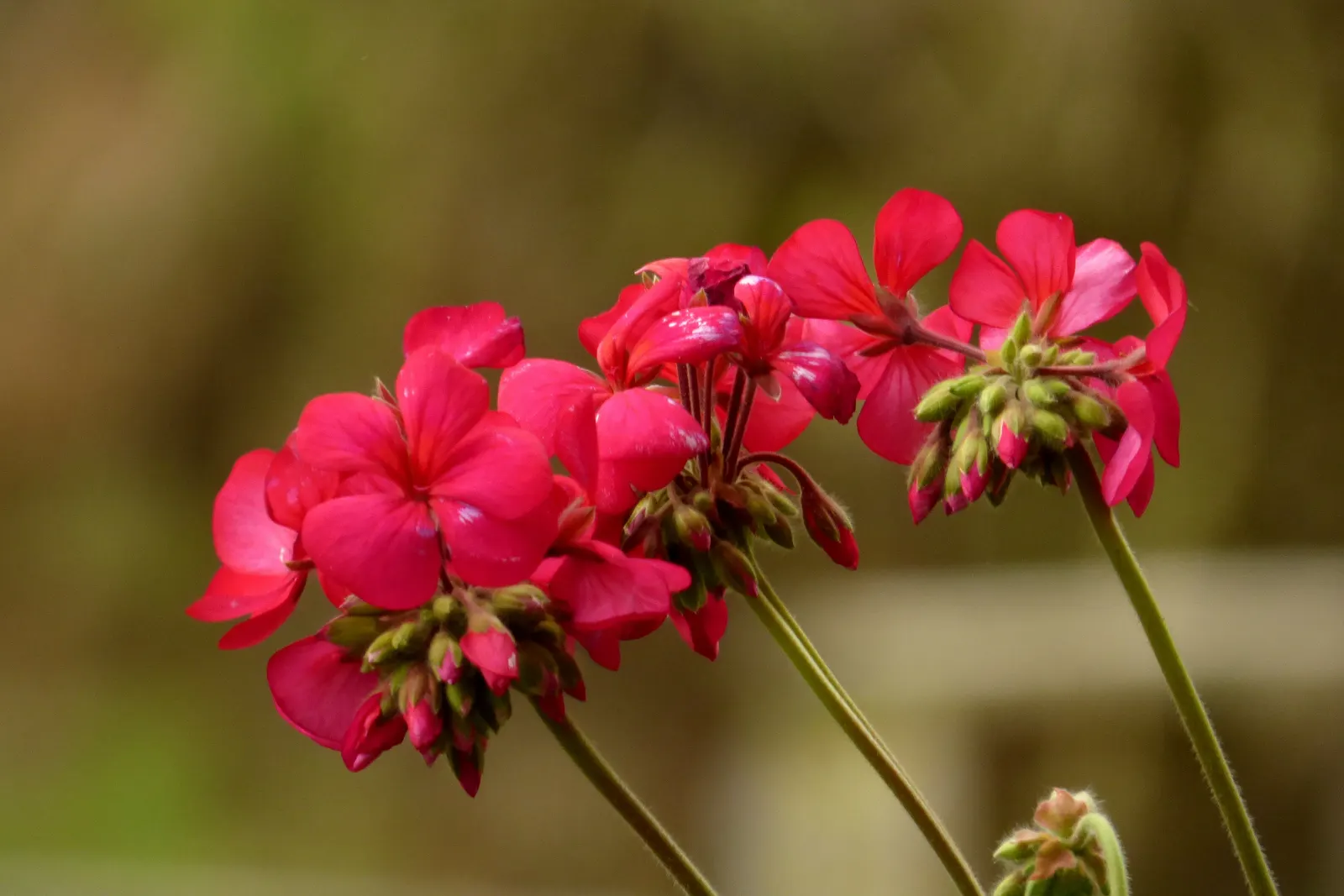 Garden Geranium (Pelargonium X Hortorum) — Regular deadheading promotes continuous flowering; drought-tolerant once established; frost-sensitive