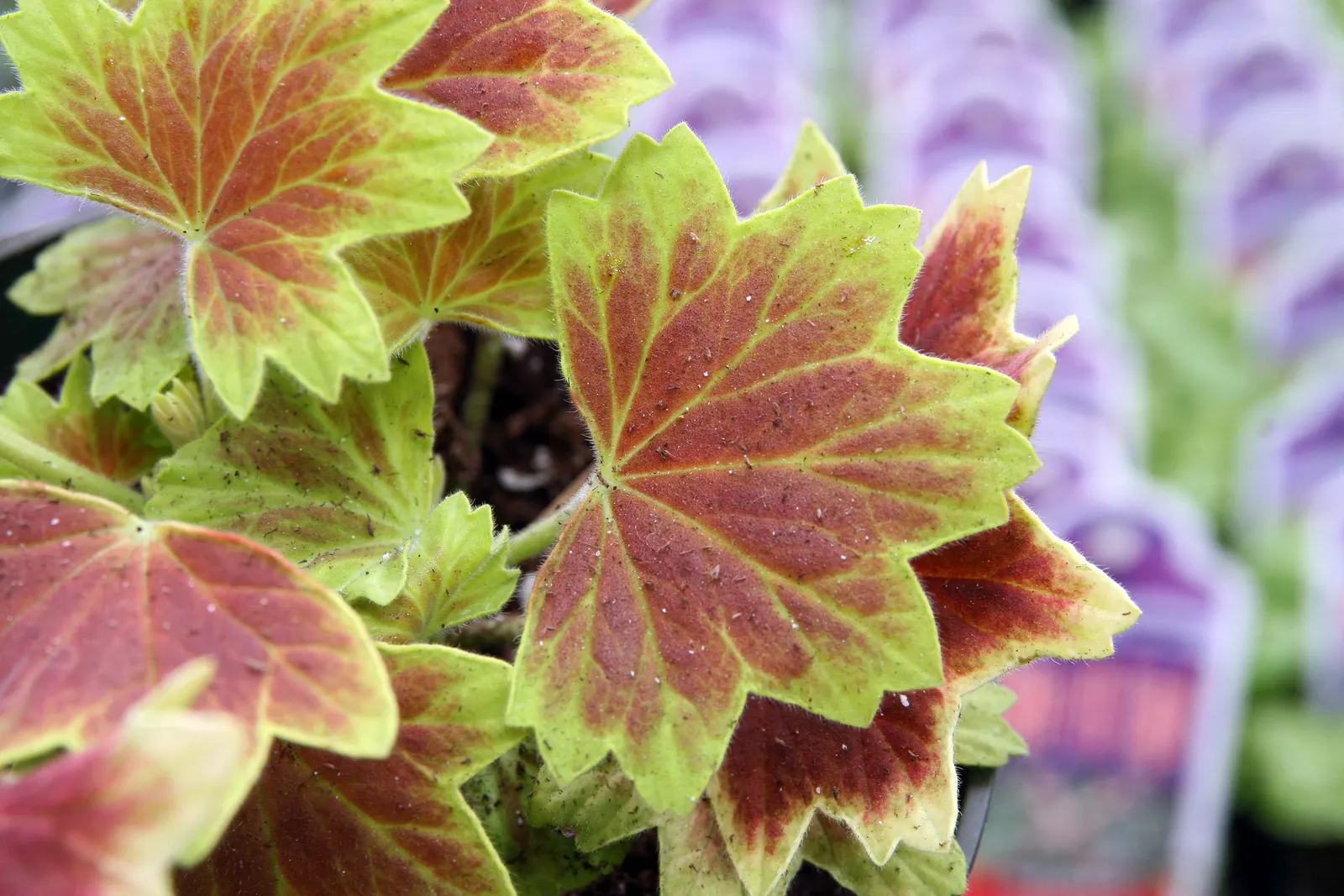 Garden Geranium (Pelargonium X Hortorum) — is a vibrant and versatile perennial that has become a staple in ornamental gardening