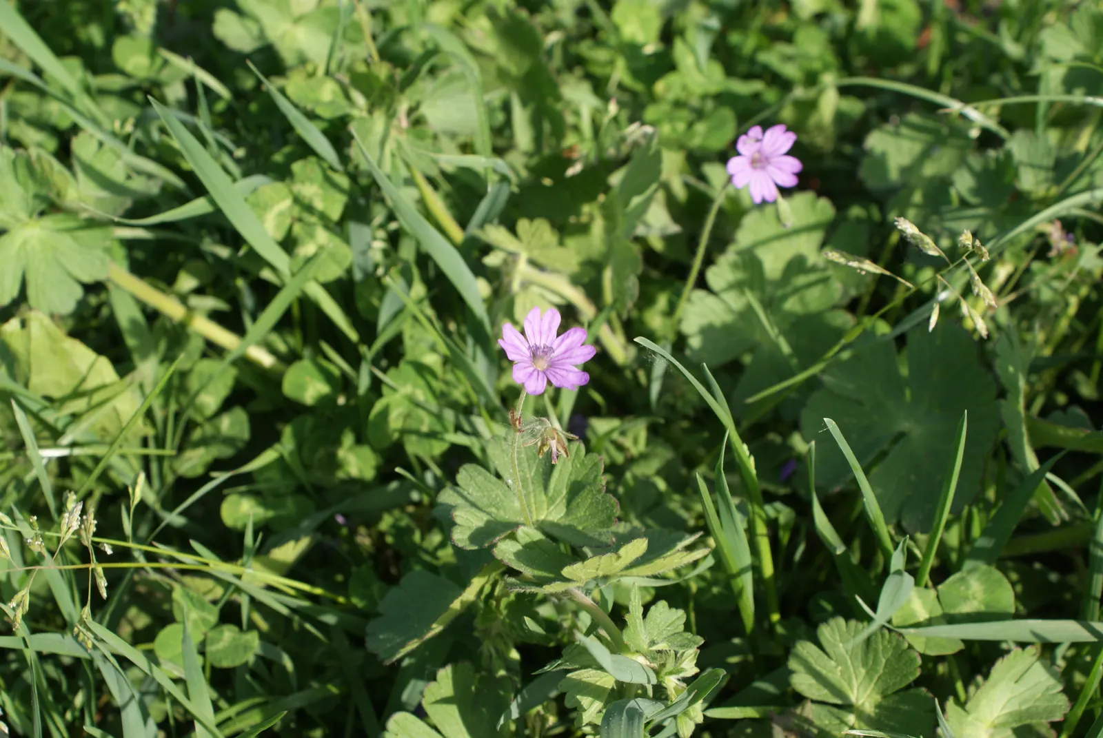 Garden Geranium (Pelargonium X Hortorum) — approximately 4 to 5 inches across and borne on upright stems; under full to partial sunlight (about 6, image 66