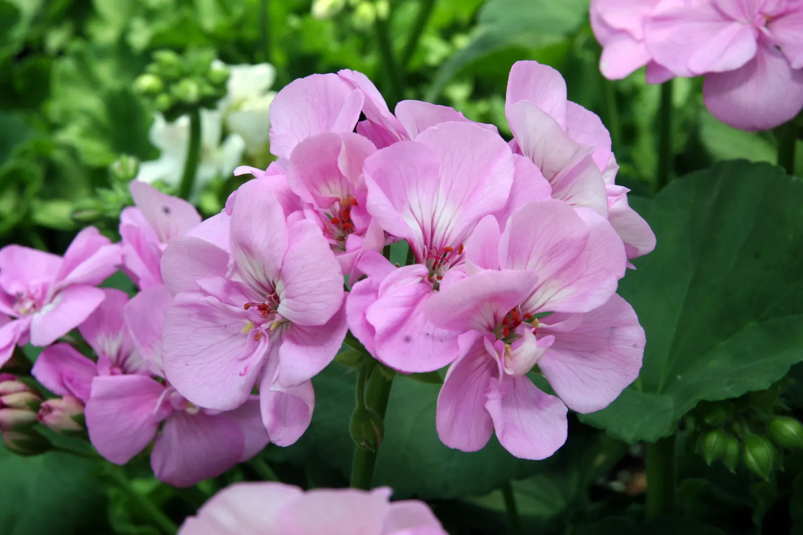 Garden Geranium (Pelargonium X Hortorum) — and overwintering indoors can help preserve these regal plants in cooler climates; deadheading spent flowers can
