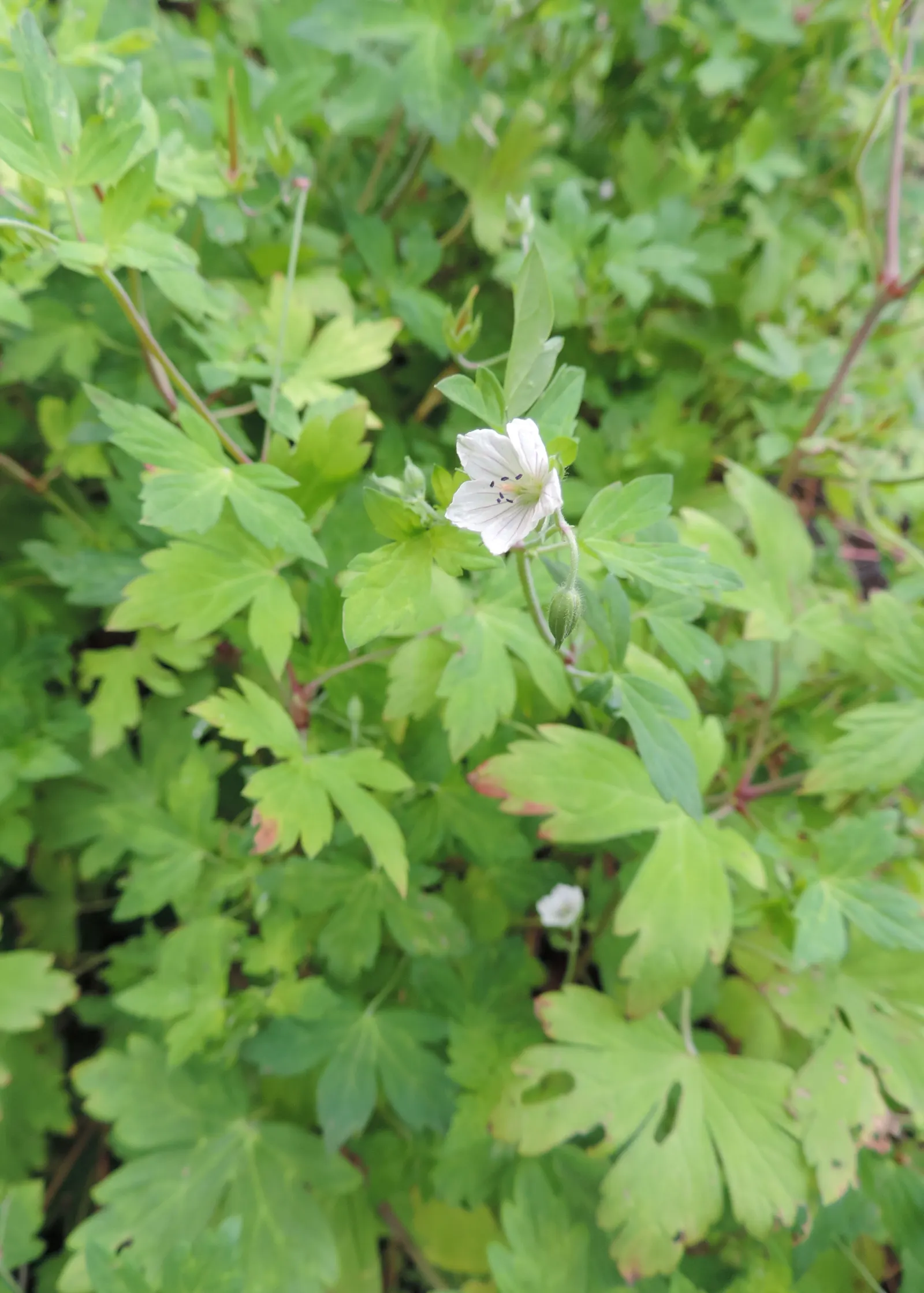 Garden Geranium (Pelargonium X Hortorum) — Regular deadheading promotes continuous flowering; drought-tolerant once established; frost-sensitive, image 135
