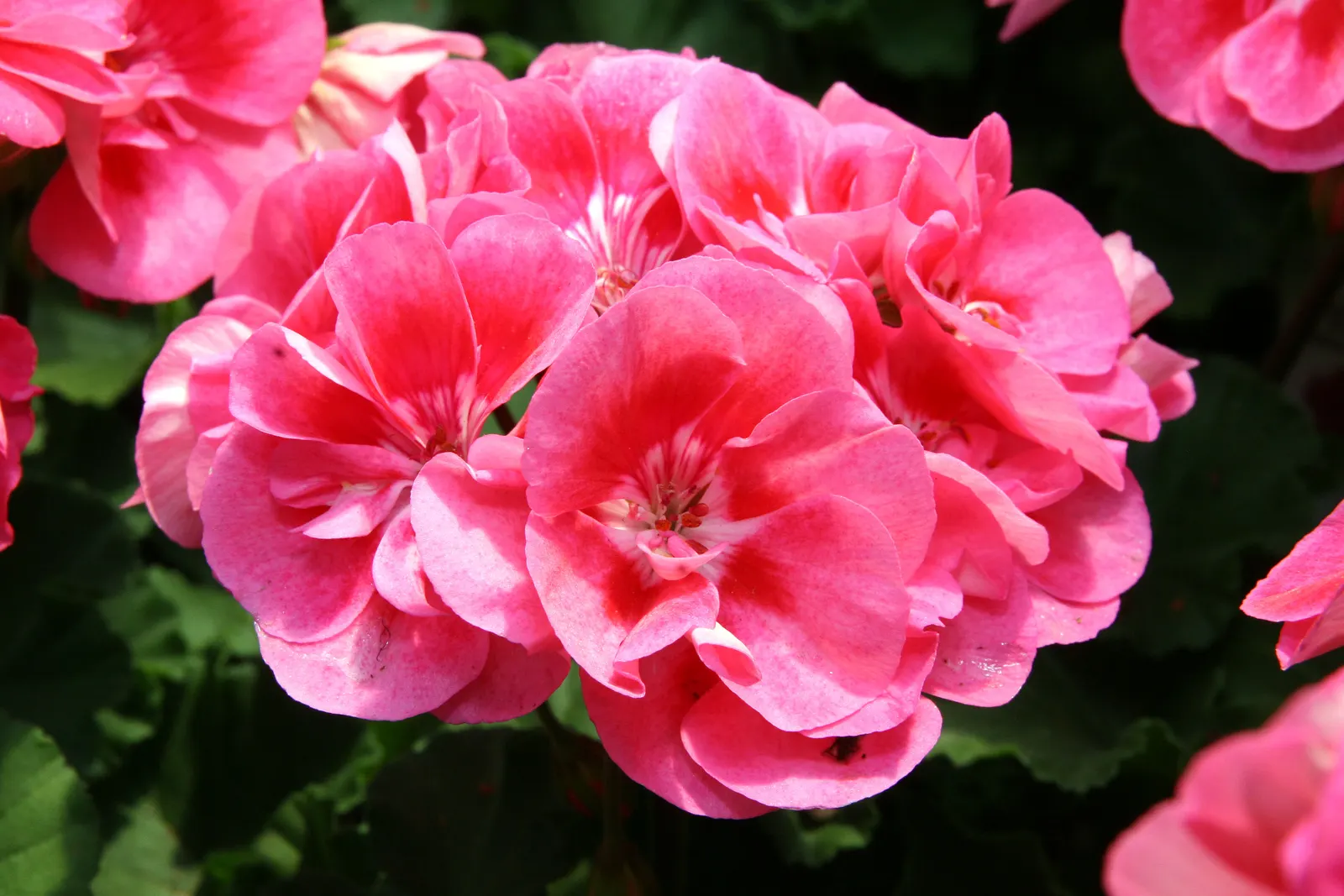 Garden Geranium (Pelargonium X Hortorum) — Ideal for borders, containers, and as bedding, its blossoms create vivid splashes from spring to fall, image 108