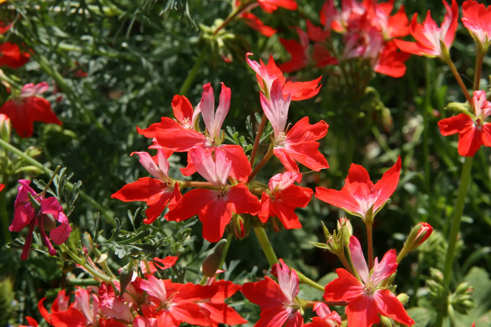 Garden Geranium (Pelargonium X Hortorum) — Prefers full sun to partial shade and well-drained soil; although drought-resistant
