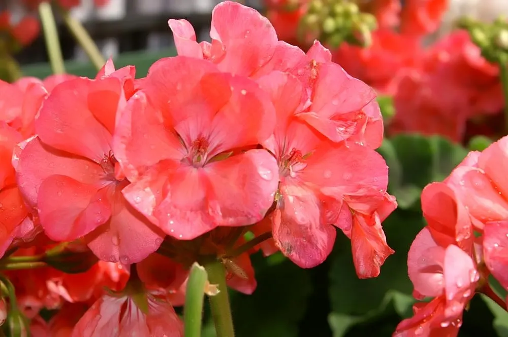 Garden Geranium (Pelargonium X Hortorum) — Garden Geraniums gracefully fill flower beds with their lush; and overwintering indoors can help, image 63