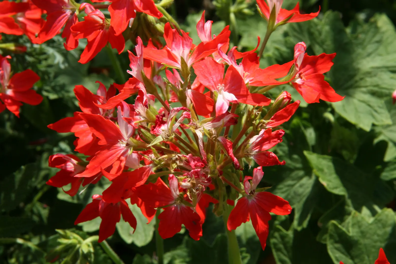 Garden Geranium (Pelargonium X Hortorum) — Deadheading spent flowers can encourage a more robust bloom; approximately 4 to 5 inches across and borne on upright