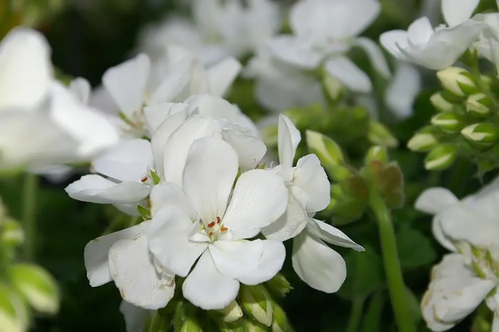 Garden Geranium (Pelargonium X Hortorum) — they perform best when given consistent moisture and fed with a balanced; perennial for full or half, image 97