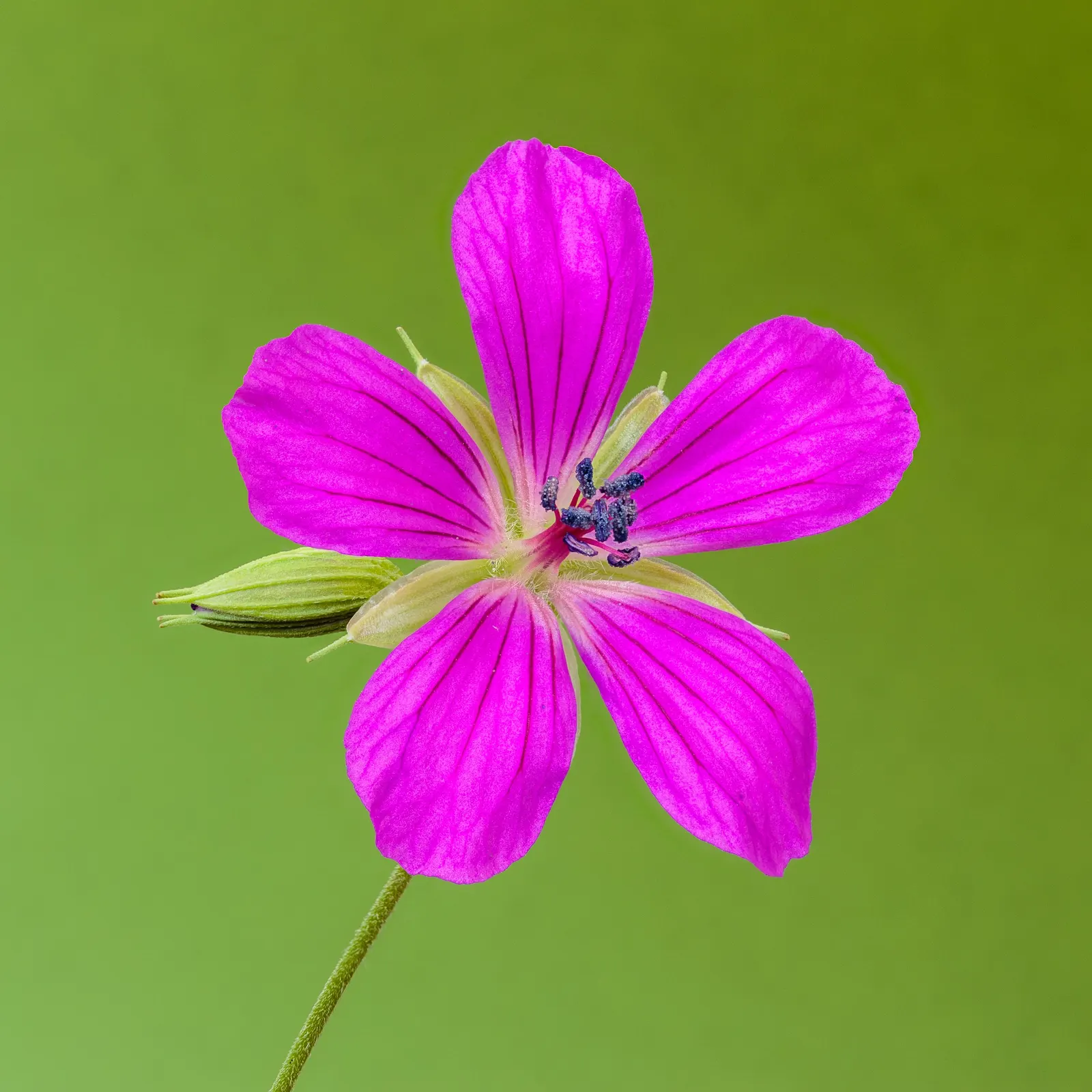 Garden Geranium (Pelargonium X Hortorum) — these herbaceous plants flourish in well-drained soil; regular deadheading promotes continuous flowering