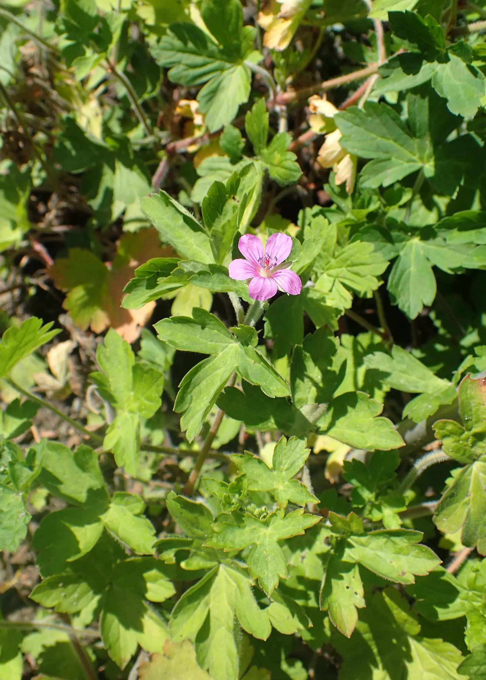 Garden Geranium (Pelargonium X Hortorum) — Deadheading spent flowers can encourage a more robust bloom; approximately 4 to 5 inches across and, image 125