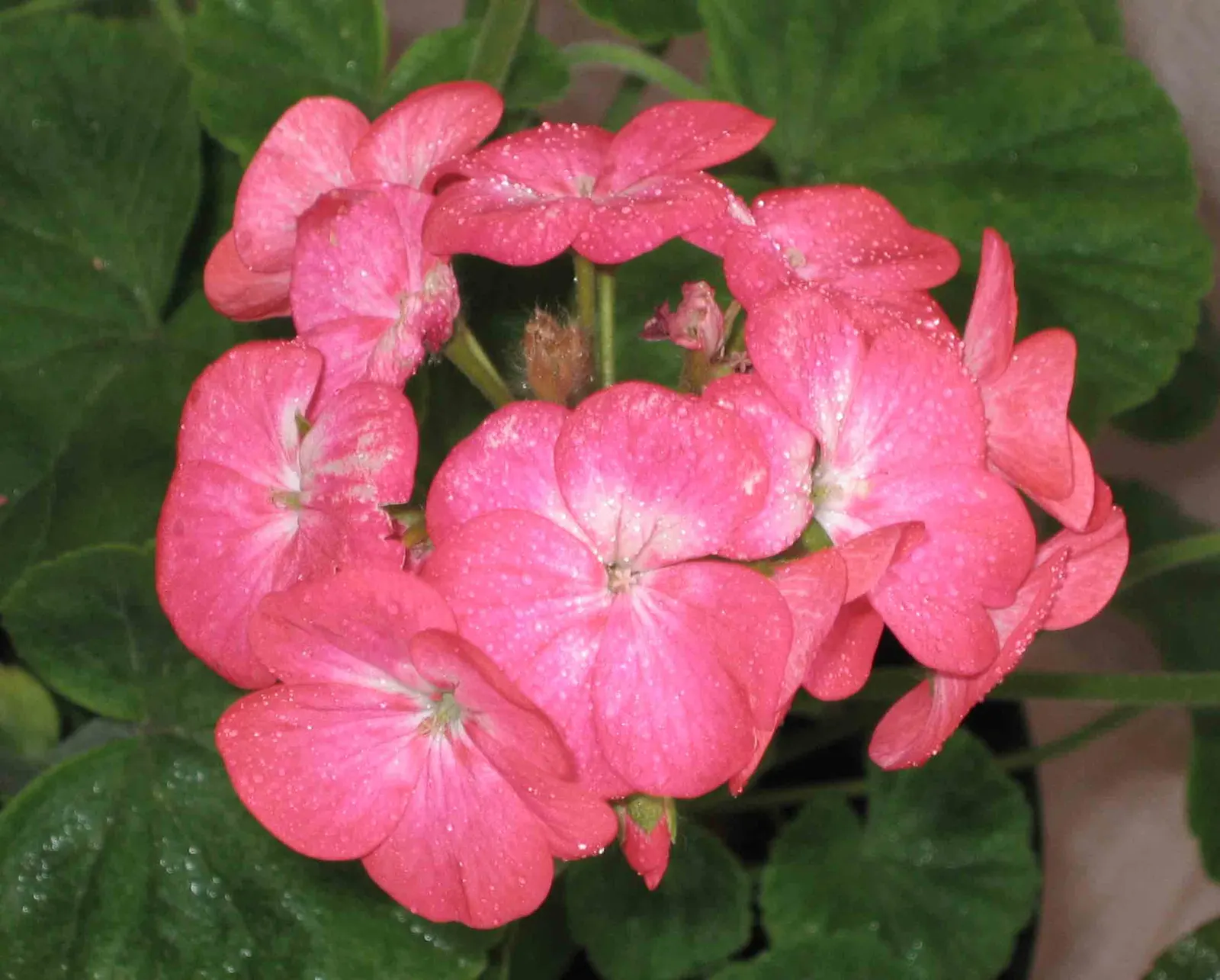 Garden Geranium (Pelargonium X Hortorum) — scientifically named Pelargonium x hortorum; water-soluble fertilizer every 4 to 6 weeks during the, image 85