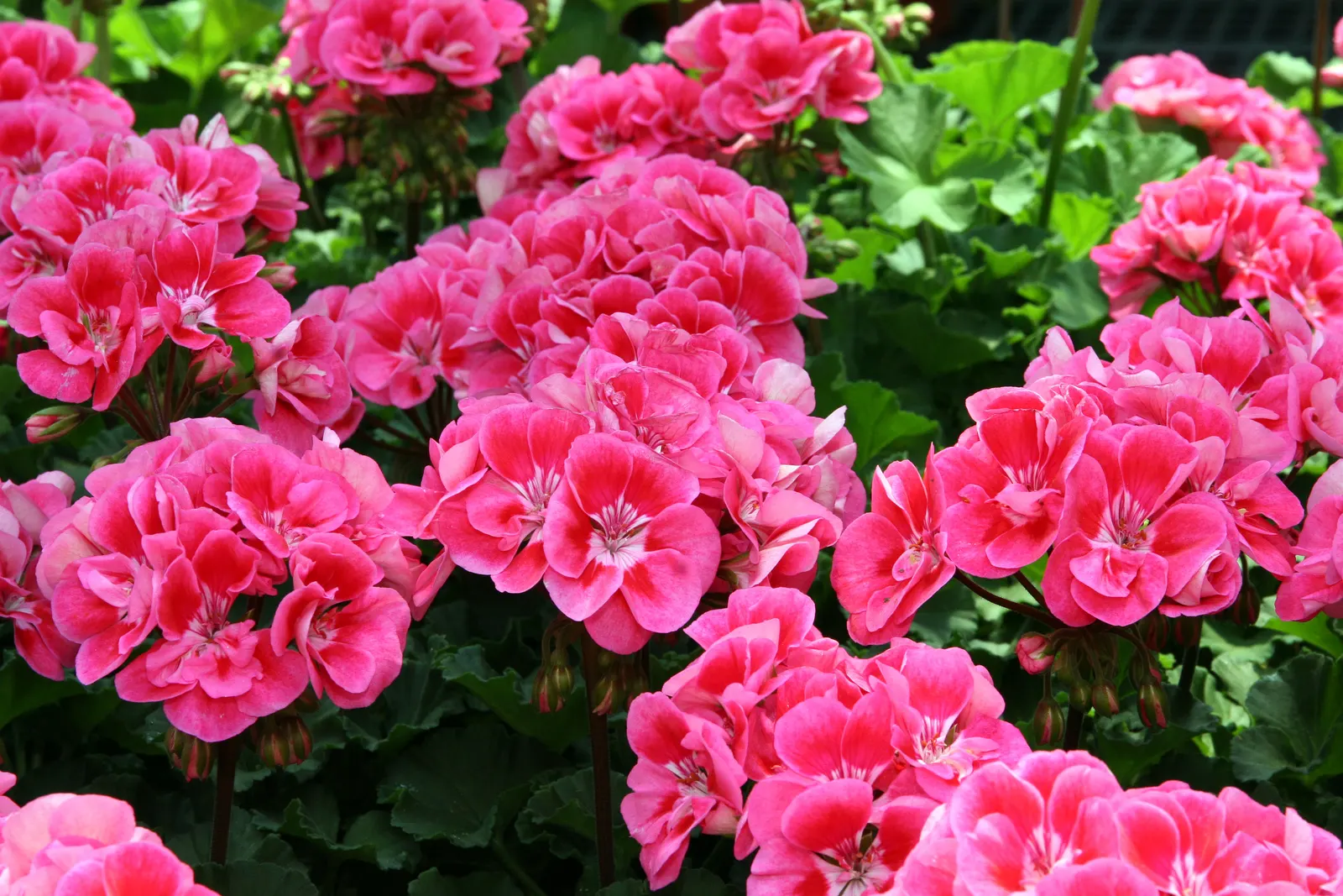 Garden Geranium (Pelargonium X Hortorum) — Although drought-resistant; they perform best when given consistent moisture and fed with a balanced, image 122
