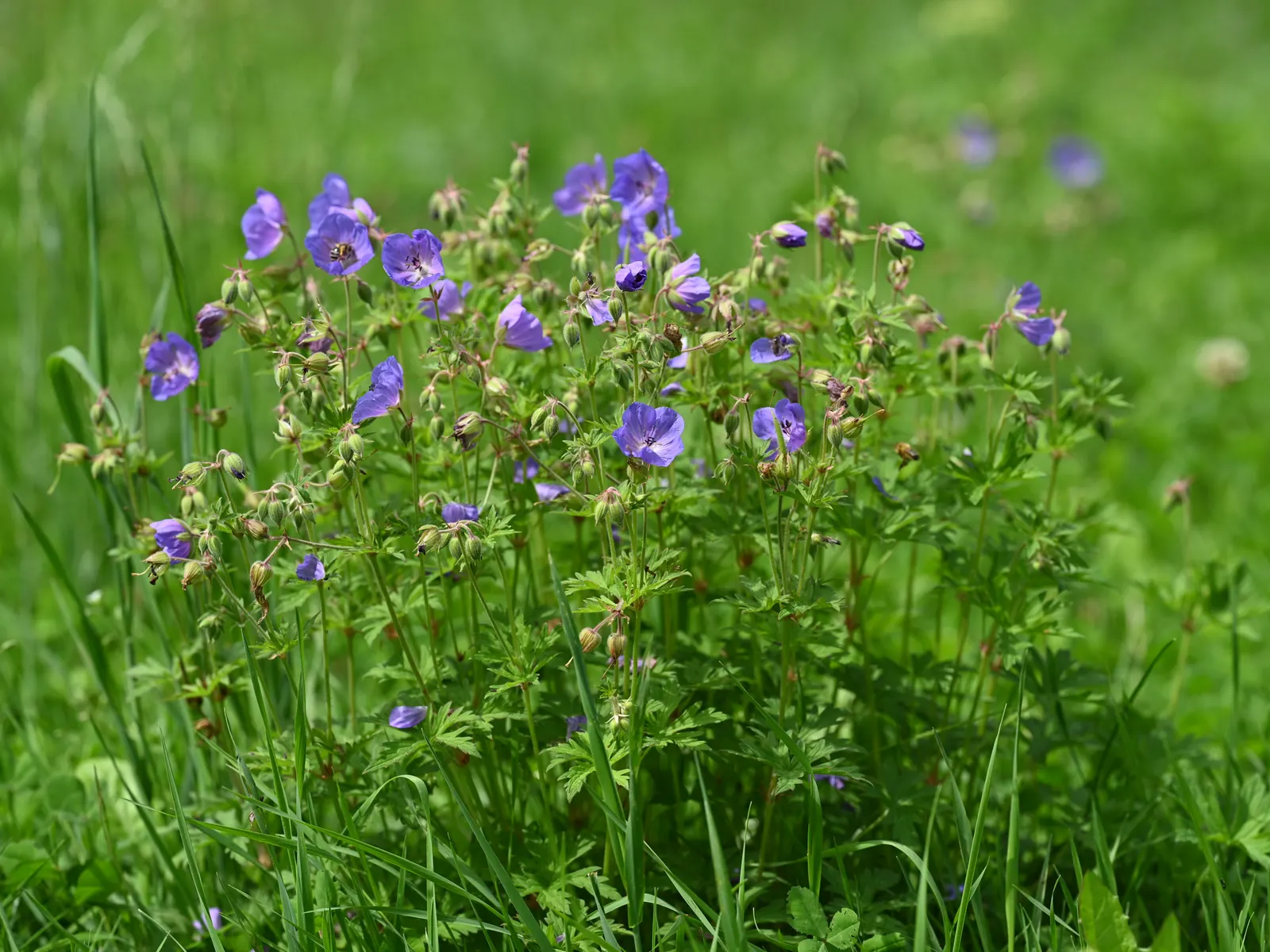 Garden Geranium (Pelargonium X Hortorum) — they perform best when given consistent moisture and fed with a balanced; perennial for full or half