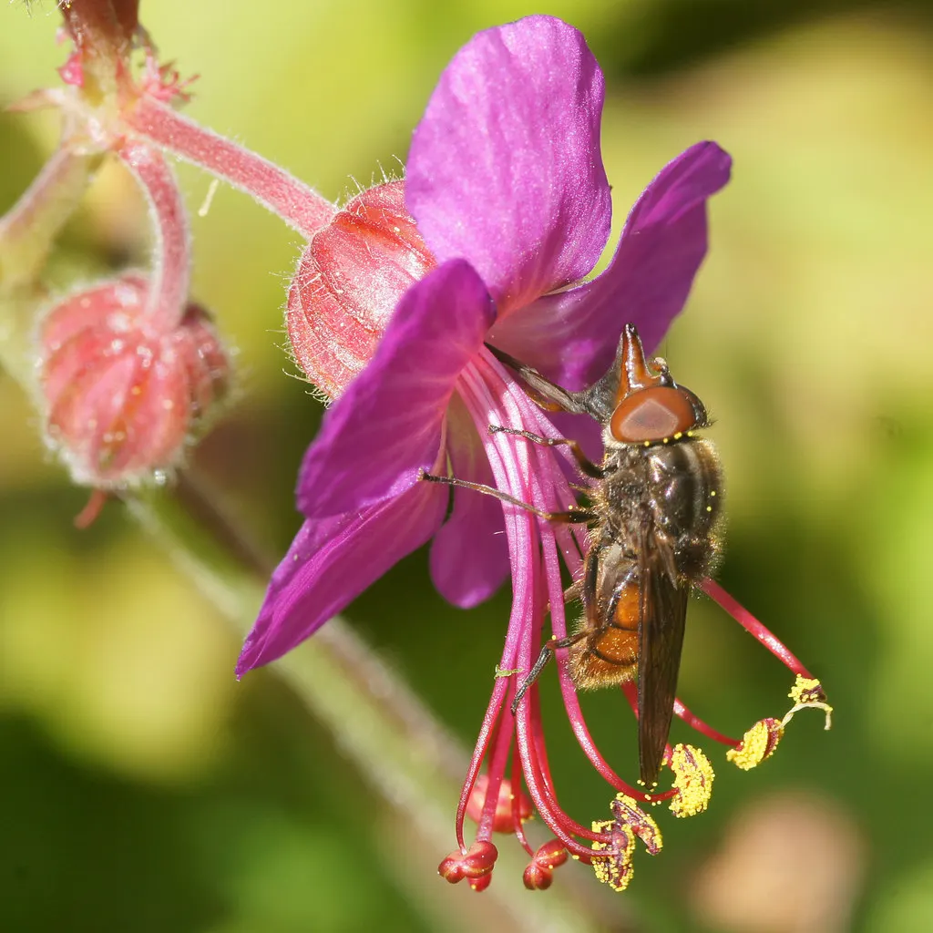 Garden Geranium (Pelargonium X Hortorum) — approximately 4 to 5 inches across and borne on upright stems; under full to partial sunlight (about 6, image 118