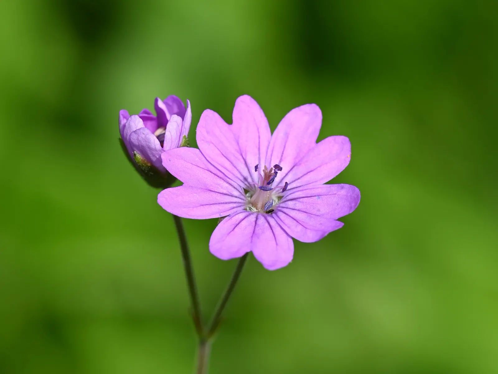 Garden Geranium (Pelargonium X Hortorum) — A member of the Geraniaceae family; is a vibrant and versatile perennial that has become a staple in, image 61